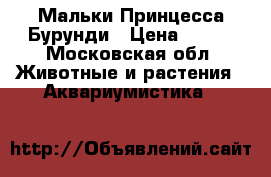 Мальки Принцесса Бурунди › Цена ­ 100 - Московская обл. Животные и растения » Аквариумистика   